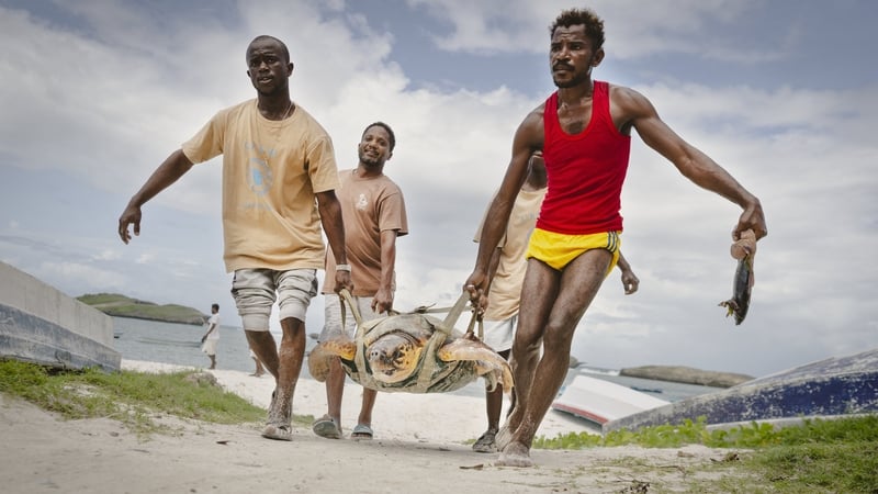 it took four men to heave the huge Loggerhead sea turtle into the back of a car