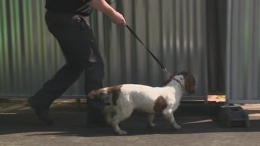 Cadaver dog arrives on site during the search in Clondalkin