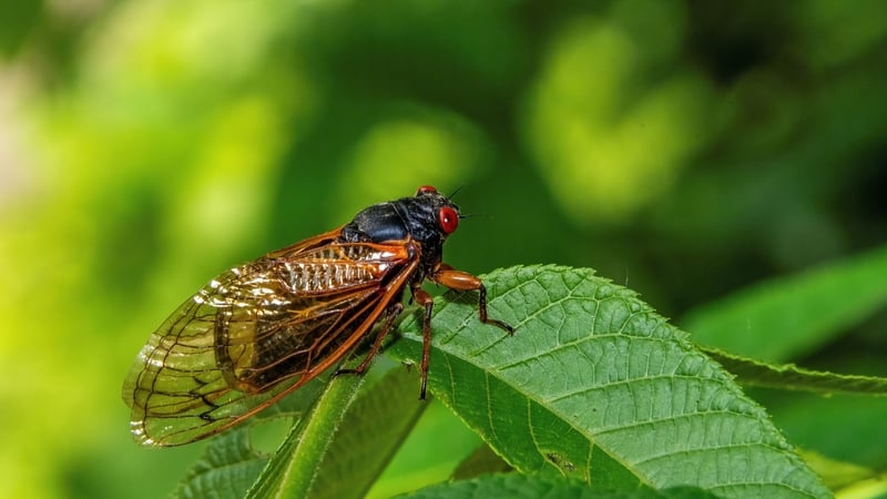 Cicadas went extinct in the UK in the 1990s (file pic)
