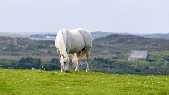 Connemara Pony in field © Getty Images