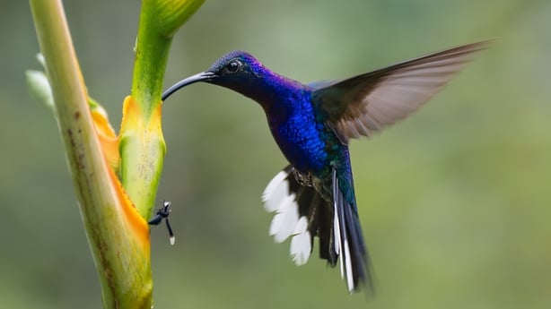 A stunning male Violet Sabrewing (Campylopterus hemileucurus) captured mid-flight, showcasing its iridescent violet-blue plumage. The hummingbird hovers gracefully against a softly blurred background of vibrant, lush green foliage, creating a vivid contrast that highlights the bird's striking colors