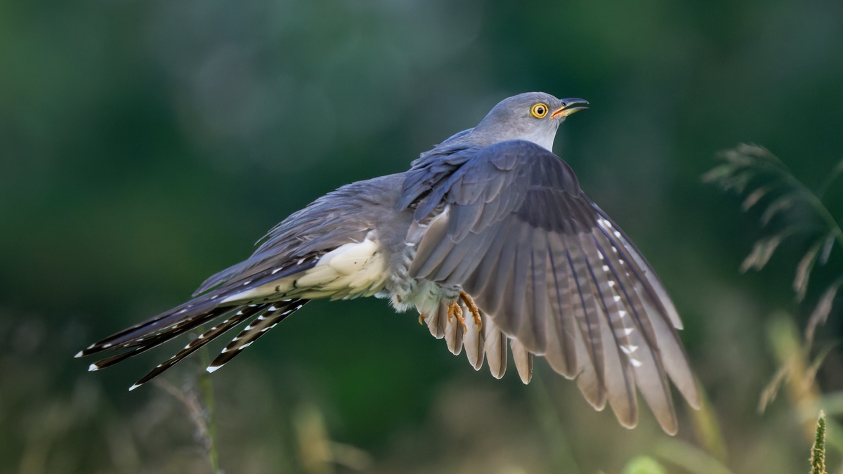 Cuckoo singing in Co. Wexford . . . but is he too late?