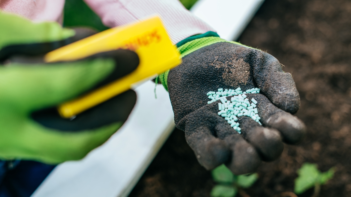 Robins eating slug pellets