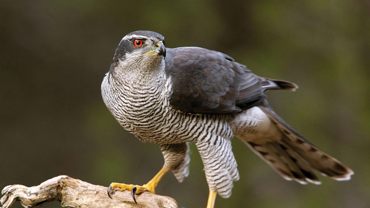 Naturefile - Goshawk