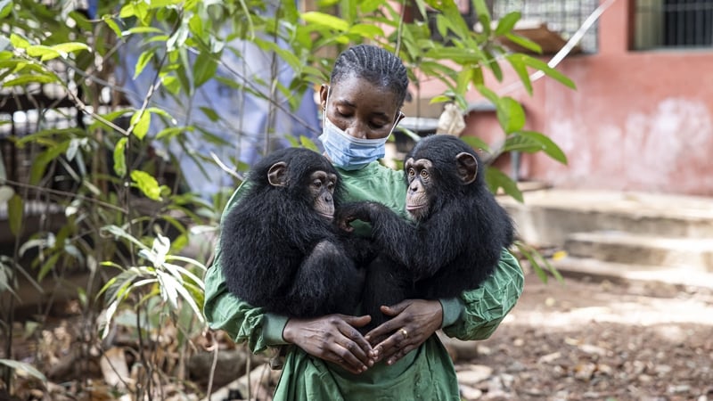 Caretaker Hawa Kamara holds rescued chimpanzees Esther (L) and Rio at the Tacugama Chimpanzee Sanctuary in Freetown