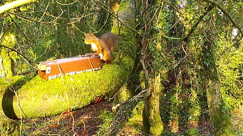 Red squirrels may be more resilient than grey squirrels due to adaptability in their behaviour