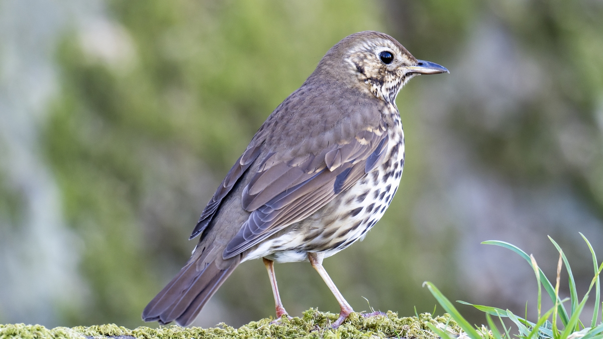 Questions from Listeners