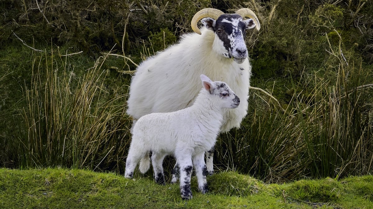 The value of wool versus the cost of shearing