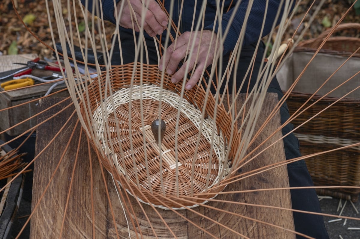 Uses for willow in the bioeconomy