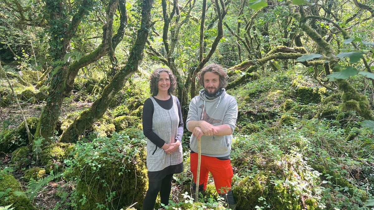 Connemara Woodland reserve