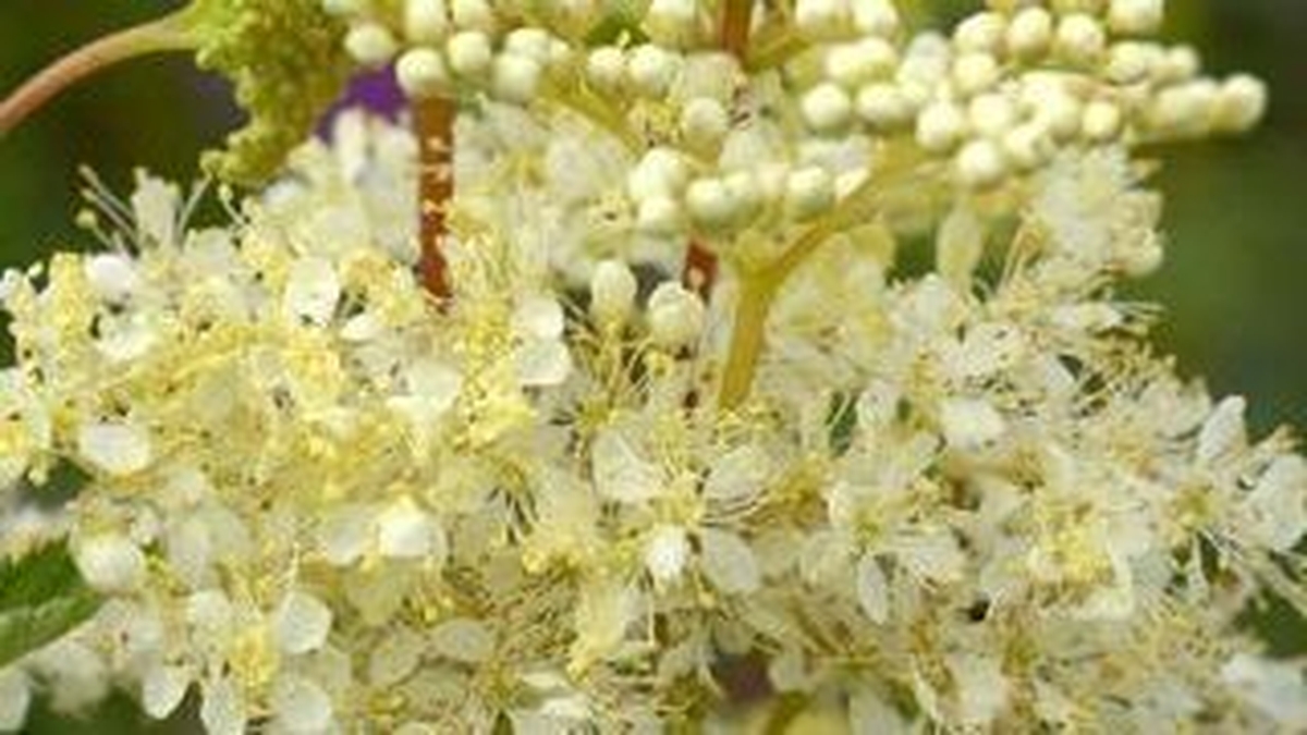 Naturefile - Meadowsweet