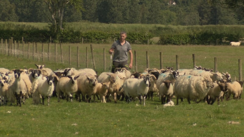 Stakeholders across the island are working collaboratively to establish an Irish wool brand mark