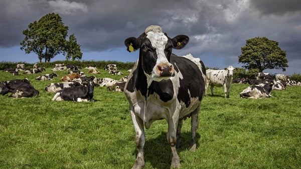 A herd of Holstein cows grazing on a summer afternoon in Northern Ireland