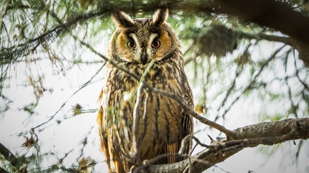 BURSA, TURKIYE - MAY 16: The long-eared owl (Asio otus) is seen resting on a tree branch in Bursa, Turkiye on May 16, 2025. Along with the little owl (Athene noctua), both species play a vital role in maintaining ecological balance by preying on harmful rodents. Especially during the breeding season