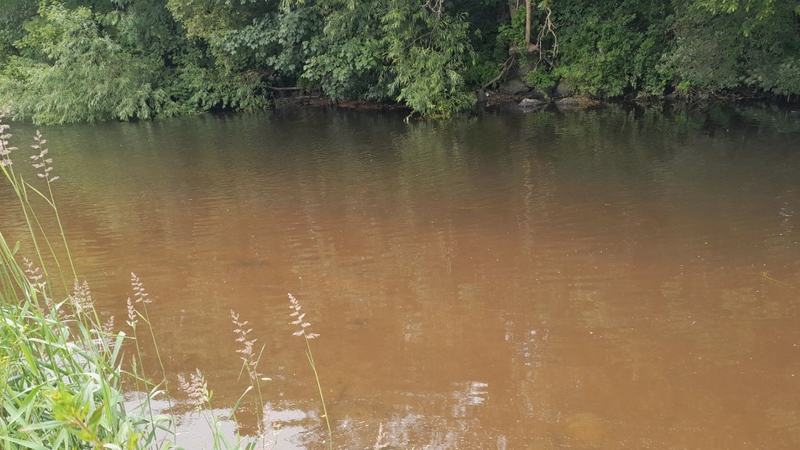 Inland Fisheries Ireland environmental officers have taken water samples from the River Allow and are awaiting analysis of the results (Pic: Inland Fisheries Ireland)