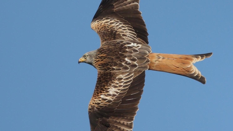 Red kites previously had vanished entirely from Northern Ireland due to illegal persecution 200 years ago and were re-introduced in 2008