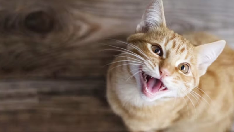 Where's my breakfast? Photo: Savitskaya Iryna/Shutterstock