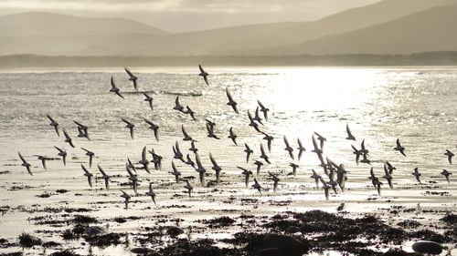 Bird flu was detected in a number of wild sea birds off the west coast of Ireland recently (file image)