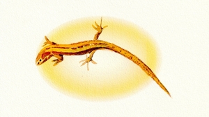 Animals show image