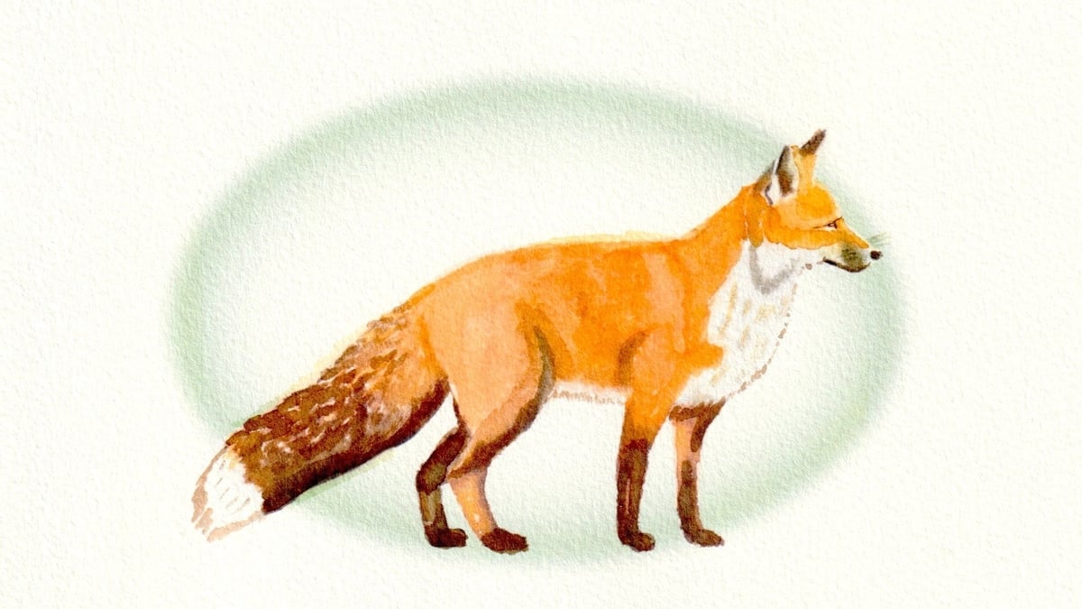 Animals