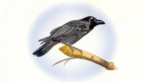 Animals show image
