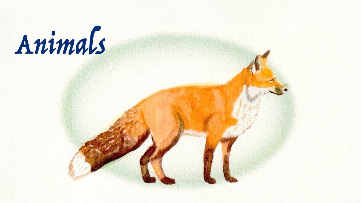 Animals