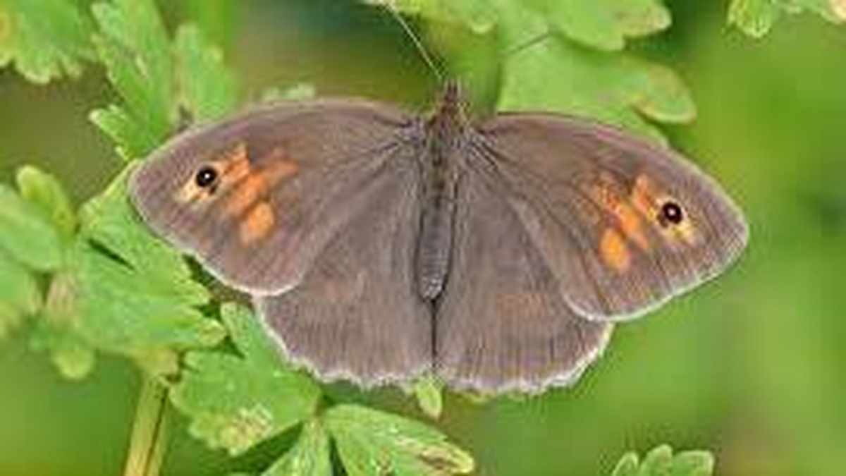 Naturefile - Meadow brown & ringlet butterflies