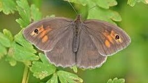 Naturefile - Meadow brown & ringlet butterflies show image