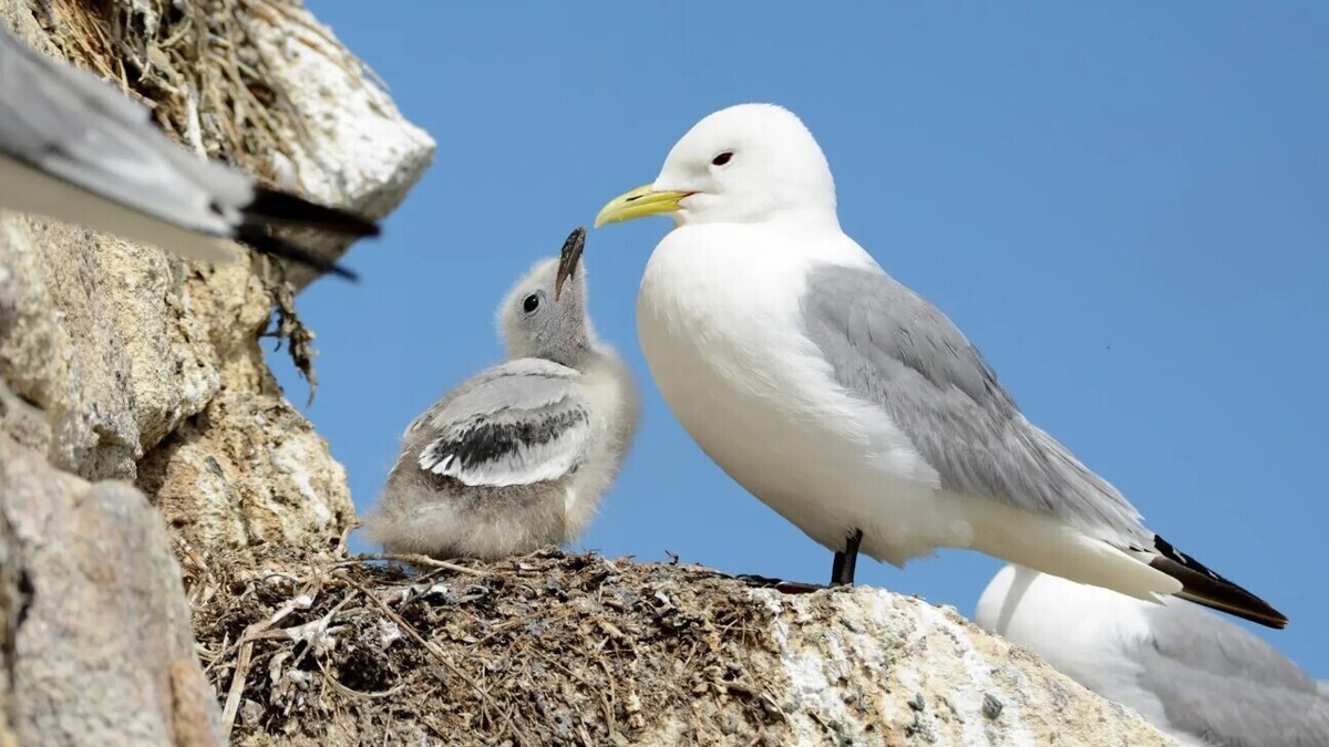 Crucial areas for conserving Irish seabirds identified by BirdWatch Ireland