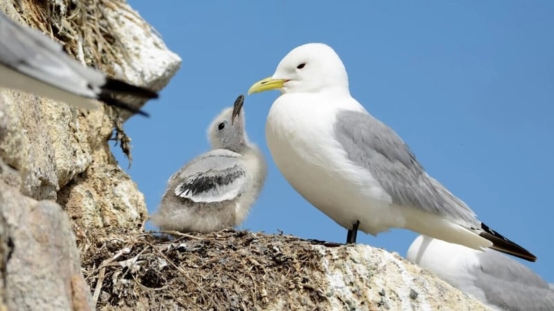 The Black-Legged Kittiwake. Pic: Brian Burke