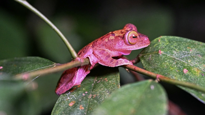A Harlequin Tree frog seen at Kubah National Park in Kuching, capital of the Malaysian state of Sarawak on the island of Borneo