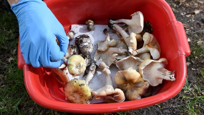 Death caps are responsible for around 90% of all fungus-related fatalities in the world