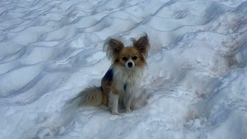The rescue took place last Friday on the Fee Glacier above Saas-Fee in the southern Swiss Alps