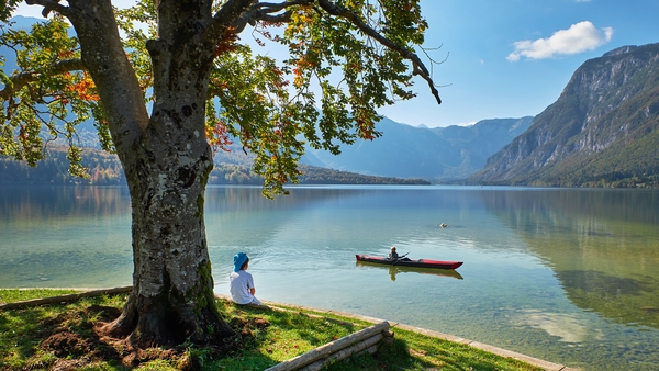 a person sitting under a tree next to a lake