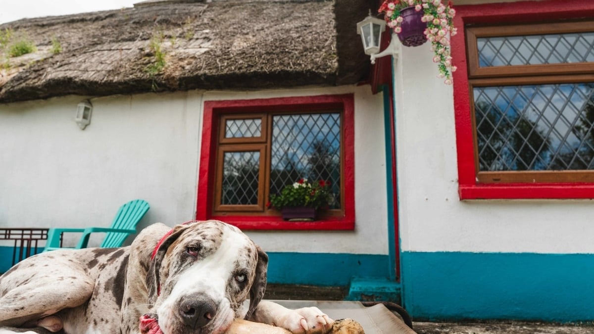 Are thatch cottages going to go extinct?