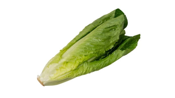 A large green leafy vegetable. It is a head of lettuce. It is fresh and ready to eat