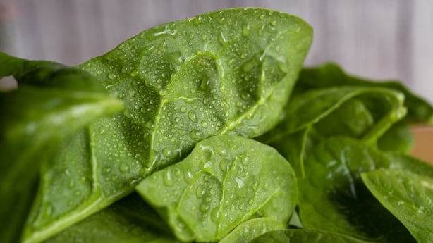 close up of spinach