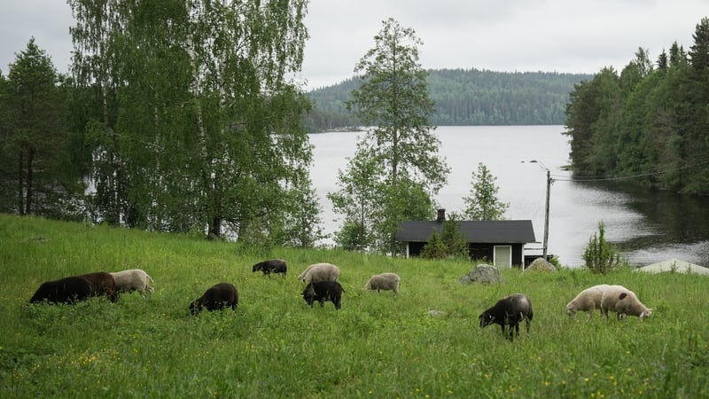 Metsahallitus has started renting farm cabins where guests have the chance to take care of a small herd of sheep