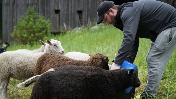 Petri Stenberg feeds the sheep herd in Isojarvi National Park, Langelmaki in Finland