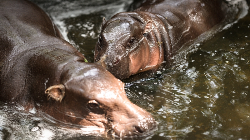Moo Deng swims with her mom at Khao Kheow Open Zoo in Chonburi province