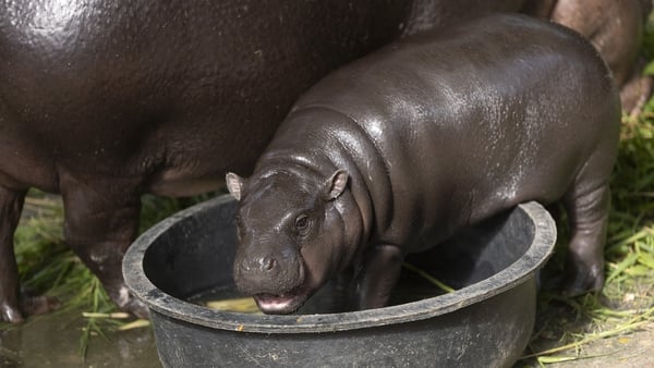 Moo Deng eating grass in her enclosure in November