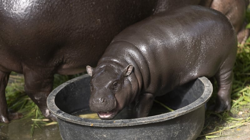Moo Deng eating grass in her enclosure in November
