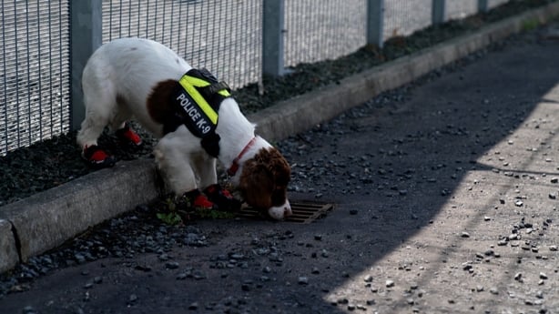 fern rescue dog