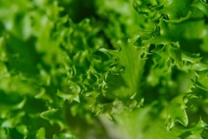 Elevate Your Summer Salad - SPROUT & Co Share their recipes show image