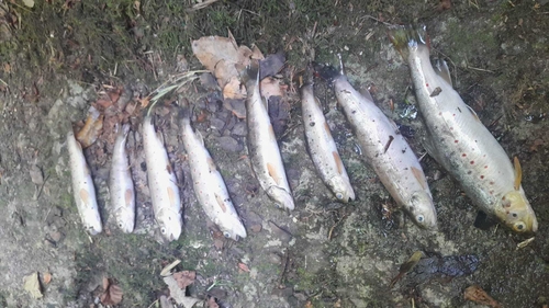 Eight dead brown trout at the scene of a fish kill in Cork