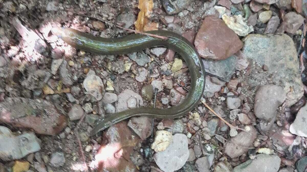 A dead European eel at Ballybrack stream