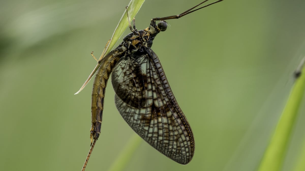 Looking forward to Ken Whelan’s upcoming documentary about mayflies