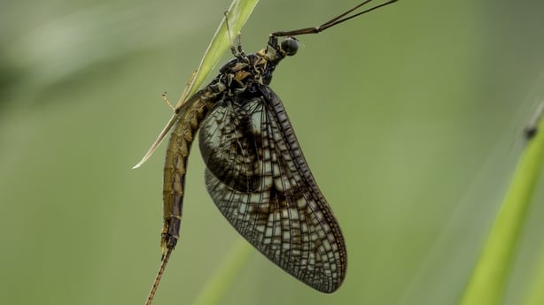 Close up of a Mayfly (Rhithrogena germanica)