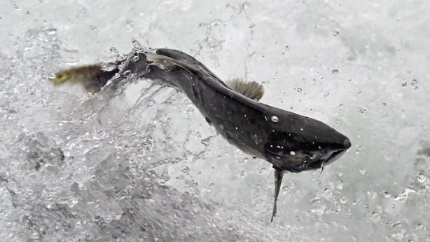 A leaping Pink Salmon