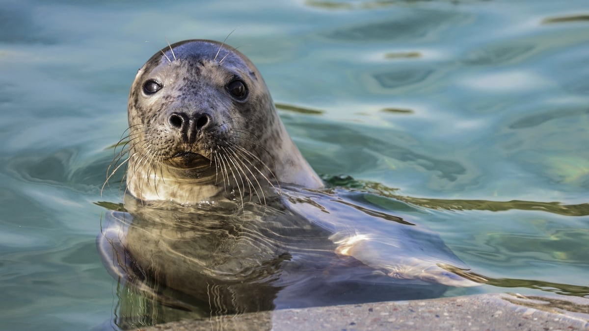 A seal in the River Liffey?